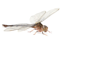 Clubtail Dragonfly on a white background - Scientific name: Ictinogomphus decoratus - is a small insectivorous predator.