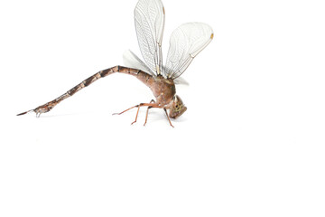 Clubtail Dragonfly on a white background - Scientific name: Ictinogomphus decoratus - is a small insectivorous predator.