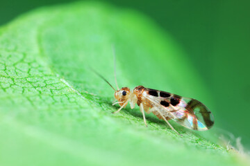 psocoptera crawl on green plants