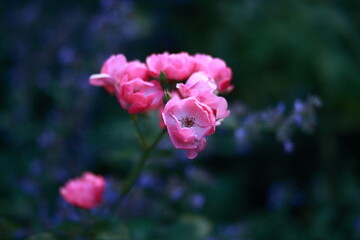 Gallic rose flowers in bloom, close-up, blurred background.
