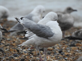 A group of seagulls on a pebble beach