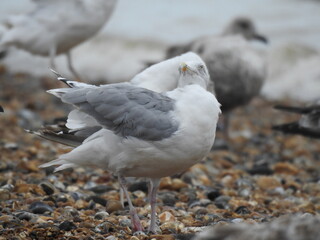 A group of seagulls on a pebble beach
