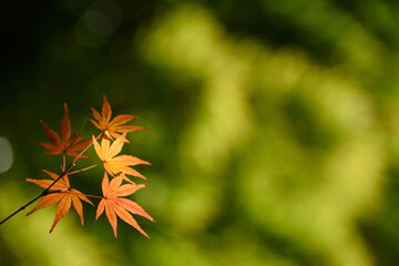 東圓寺(埼玉県)の紅葉