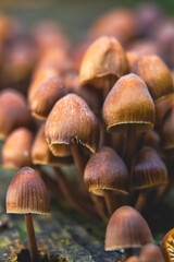 Detail of small mushrooms emerging from a tree branch