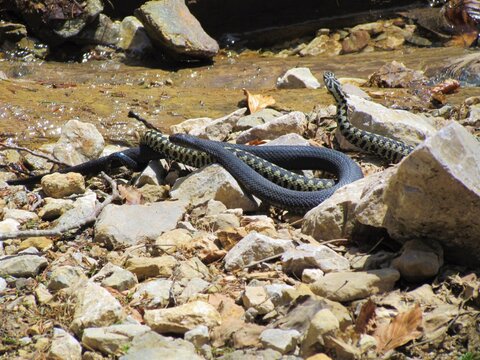 adder snakes