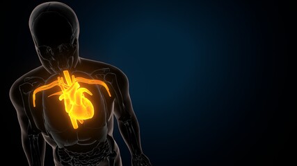 3d illustration of human body organ heart anatomy