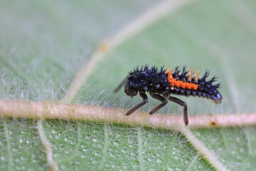 Ladybug larvae live on weeds