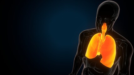 3d illustration of human body lungs anatomy