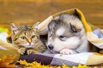 Malamute puppy and tabby kitten lie with a checkered blanket and covered with autumn dried maple leaves on the background of a wooden house wall