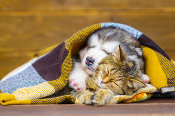 A fluffy puppy lies next to a tabby kitten under a plaid blanket. A kitten with a puppy sleeps wrapped in a checkered blanket
