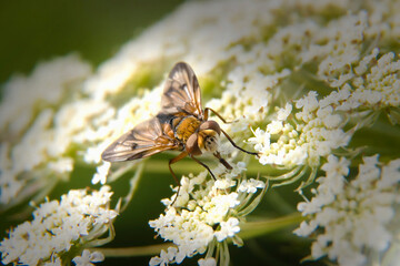 Macro Shot of Fly on a Meadow Flower Background
