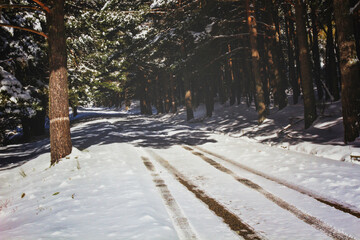 Snowy road between forest