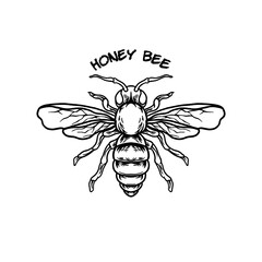 honey bee animal illustration