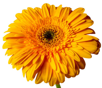 Yellow Gerber Daisy