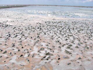 Landscape of the surface of a semi-dried lake covered with mud and salt, and decorated with pink areas of flowering plankton.