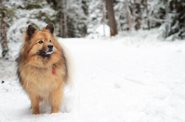 Fluffy dog in the snow