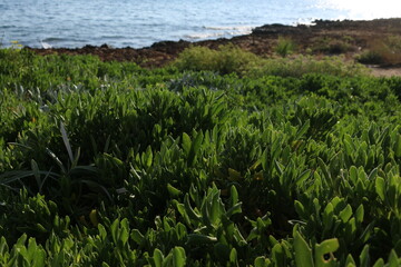 green grass near the sea Cyprus Protaras