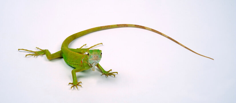 Green iguana, albino // Gr&uuml;ner Leguan, Albino (Iguana iguana)
