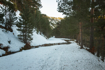 Snowy road between green trees with river crossing