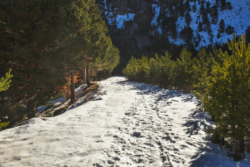 Snowy road between green trees