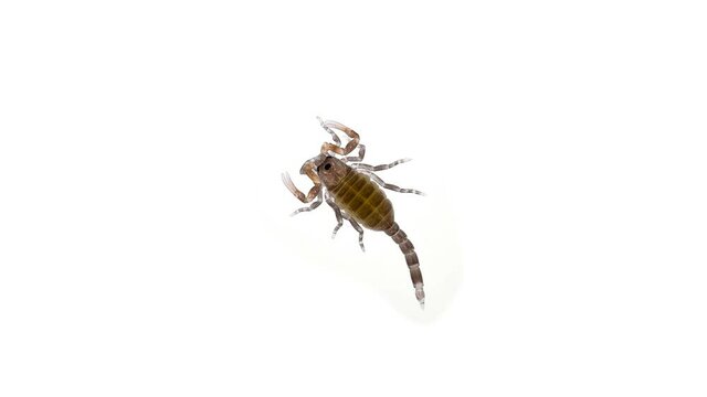 Newborn scorpion Lychas tricarinatus, family Buthidae, Distributed in India. Still soft exoskeleton and poorly developed chelicera and sting (Aculeus)