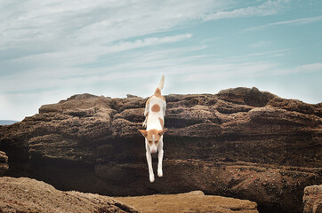 A spotty dog jumping from a rock by the ocean in Morocco