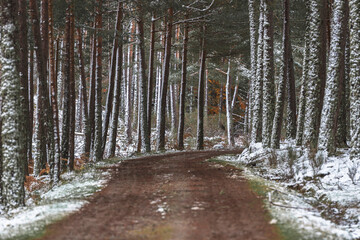Snowy pinewood with dirt road surrounded by trees