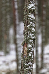 Detail of a snowy pine in the pinewood