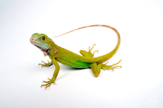 Green iguana, albino // Gr&uuml;ner Leguan, Albino (Iguana iguana)