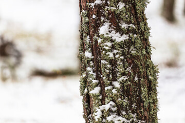 Detail of a snowy pine in the pinewood