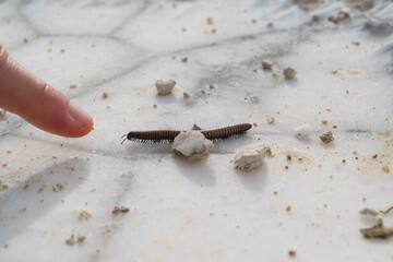 Fototapeta na wymiar Closeup of a centipede targeting a human's finger on a natural alabaster surface