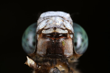 Close up of dragonfly's compound eyes