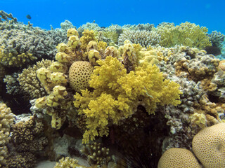 Naklejka na ściany i meble Underwater coral reef background. Red Sea