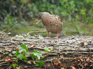 Duck on a horizontal tree trunk by the river