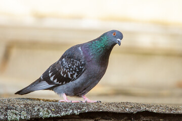 Haustaube (Columba livia domestica)