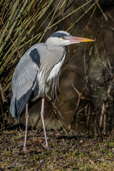 Graureiher (Ardea cinerea)