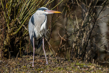 Graureiher (Ardea cinerea)