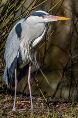 Graureiher (Ardea cinerea)
