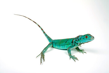 Green iguana, blue colour morph // Grüner Leguan, blaue Farbvariante (Iguana iguana)