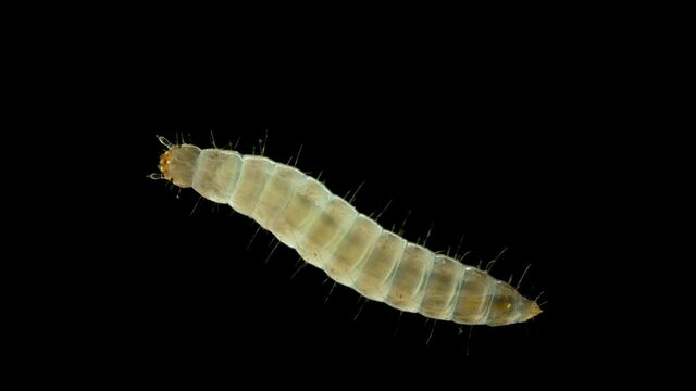 Larva of Ulomoides dermestoides beetle under a microscope, family Tenebrionidae. Pest of grain and grain products. They used to think that he cures many diseases, but this is a mistake