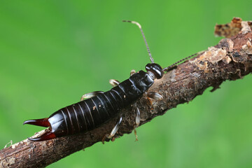 Water quails live on wild plants in North China
