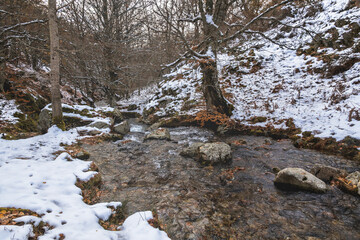 Snowy river surrounded by trees in the pine forest during autumn