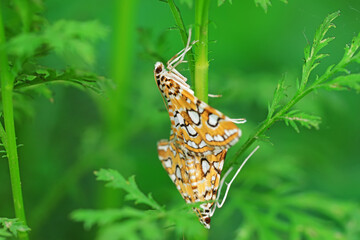 Lepidoptera insect on wild plants, North China