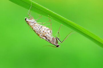 Lepidoptera insect on wild plants, North China