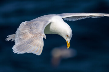 glaucous gull hovering