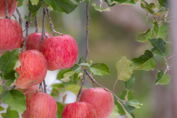 リンゴの果樹園