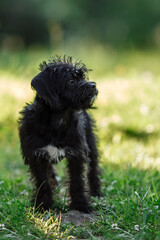 The dog is standing on the grass. Little poodle