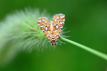 Moths inhabit plants in a natural state, North China Plain