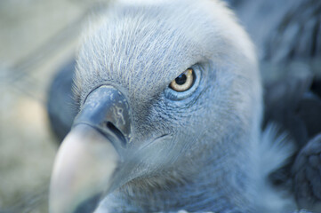 Avvoltoio 