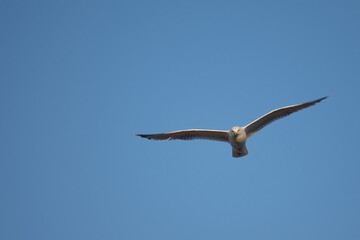 Seagull looking down from the sky. Taken in Sweden